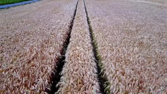 准备收割的成熟小麦的空中拍摄视频的预览图