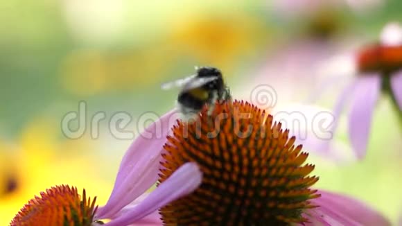 大黄蜂身上有花粉身上有花视频的预览图
