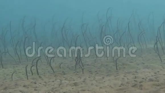 加拉帕戈斯花园的鳗鱼在巴厘岛水下觅食视频的预览图