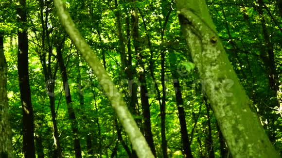 森林树木背景绿色自然景观阳光八月潘视频的预览图