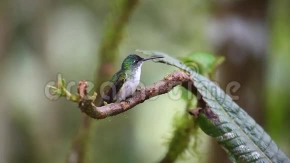 安第斯翡翠银草栖息在厄瓜多尔雨林中视频的预览图