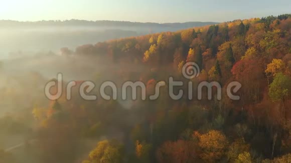 秋天美丽的雾蒙蒙的森林空中景色有橙黄的叶子视频的预览图