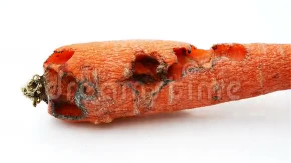昆虫刺刺腐胡萝卜的旋转视频的预览图