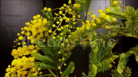 生长的黄色含羞草花的时间推移视频的预览图