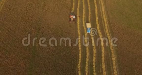夏季下午在田间联合收割小麦视频的预览图