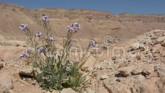 紫色沙漠之花对抗雷蒙克拉特内格夫沙漠以色列视频的预览图