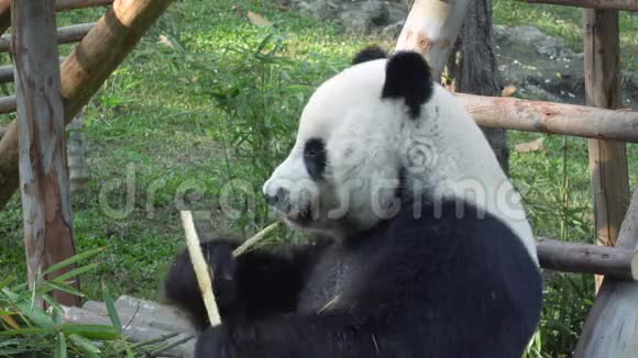 有趣的大熊猫吃竹子的慢动作视频的预览图