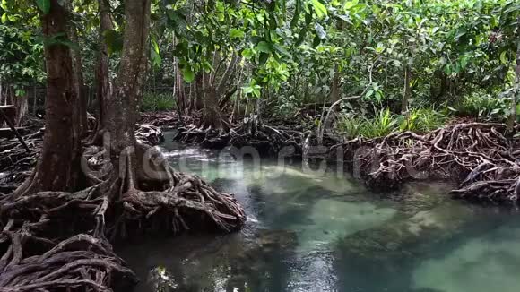 清澈的绿色溪流流经红树林根在阴暗美丽的大自然中快关门视频的预览图