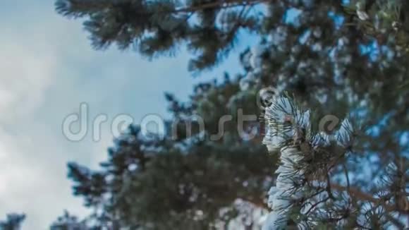 前景中有雪的枞树枝视频的预览图