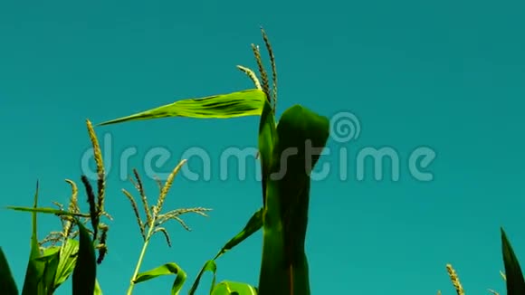 在阳光明媚的日子里充满活力的玉米地在风中飘扬轻盈地旋转着视频的预览图