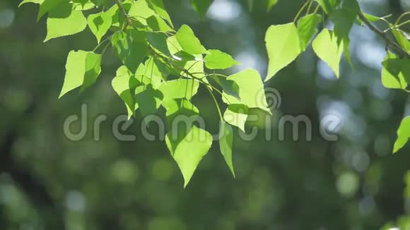 绿色的树枝上有白色的背景阳光使树木在风中摇曳慢动作视频春天视频的预览图