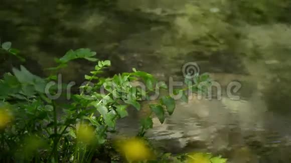关闭流动的水流和植物视频的预览图
