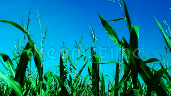 八月阳光明媚的日子里充满活力的玉米地潘视频的预览图