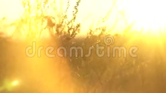 在金色阳光下背光的野草带干草原草的景观阳光下的草原草视频的预览图