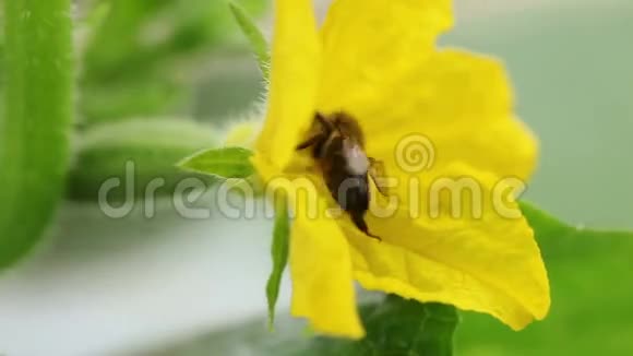 蜜蜂给黄瓜授粉视频的预览图