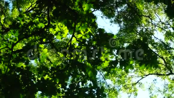 森林用镜头闪光和声音旋转树木视频的预览图
