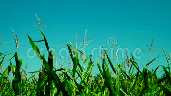 阳光明媚的日子里风吹动着生动的玉米地平底锅视频的预览图