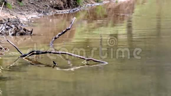 古老的漂流木树躺在潺潺的流水中视频的预览图