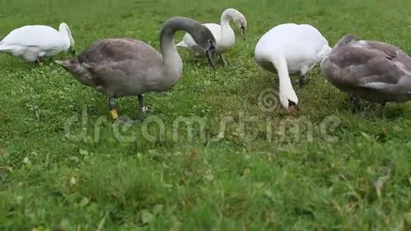 美丽的天鹅在吃草自然视频的预览图