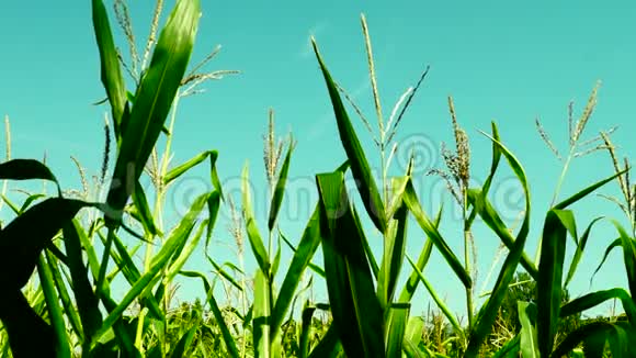 葱茏的玉米地夏日的风斜蟠视频的预览图