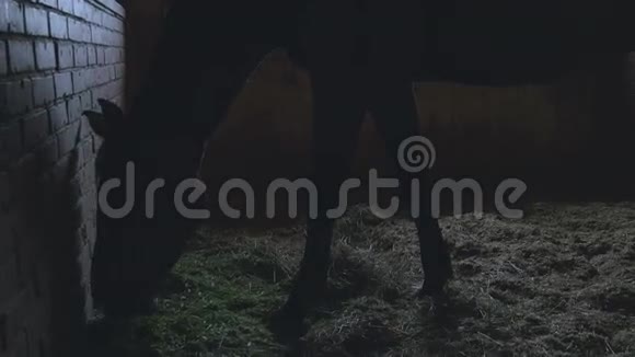 吃草的马的剪影视频的预览图