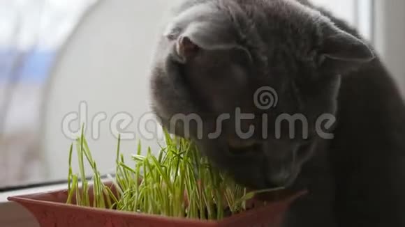 一只吃新鲜草的宠物猫英国种的猫视频的预览图