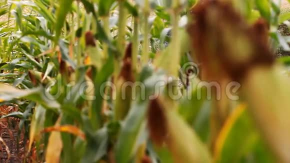 玉米田成熟收获视频的预览图