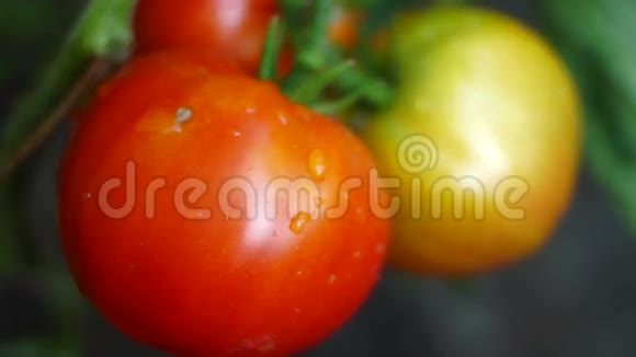 有机番茄在我的花园雨后改变焦点视频的预览图