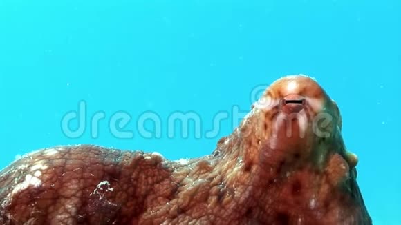 蓝底红海下的章鱼视频的预览图