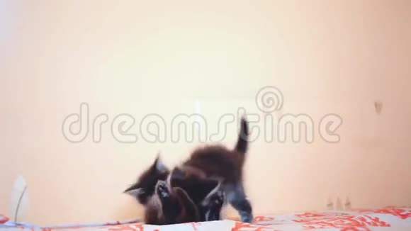 两只有趣可爱的缅因州小猫在床上打架1920x1080视频的预览图