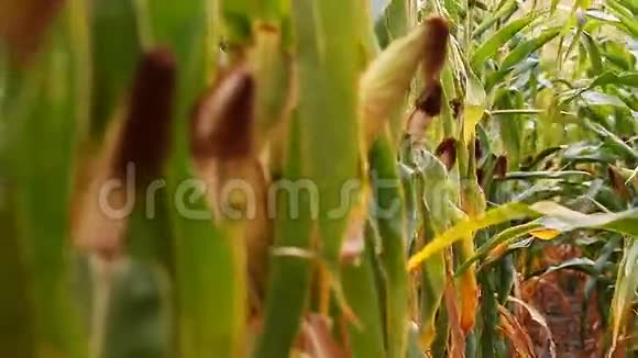 玉米田成熟收获视频的预览图