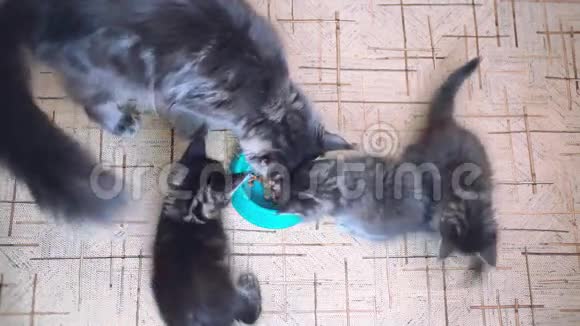 缅因州浣熊小猫和他们的大妈妈一起在地板上吃健康的猫猫粮视频的预览图