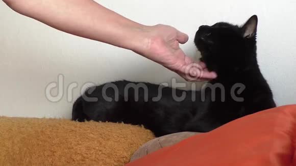 女人的手抚摸黑猫视频的预览图