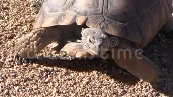 沙漠龟视频的预览图