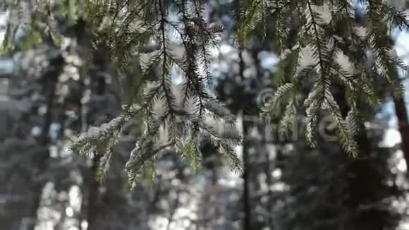 美丽的冬季景观白雪覆盖的树木慢慢下雪晴天视频的预览图
