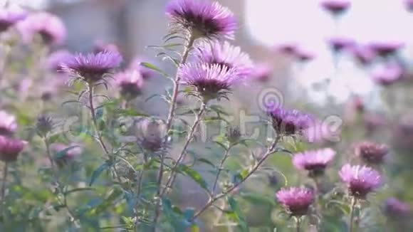 花园里迎着太阳的紫菊花视频的预览图