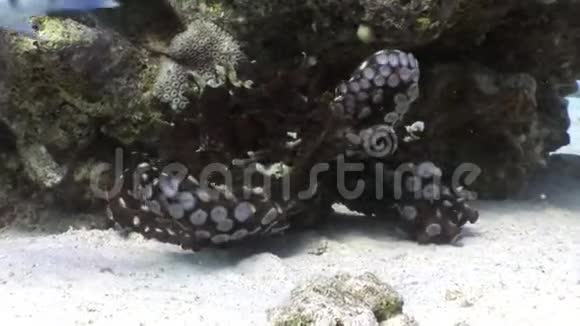 爱一对伪装的章鱼躲在珊瑚水下红海视频的预览图