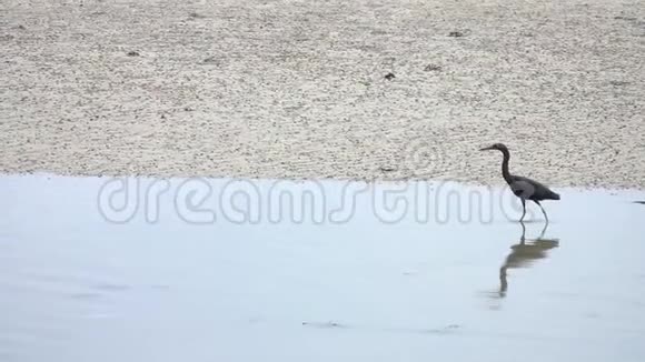 太平洋礁鹭鹭在水中狩猎视频的预览图