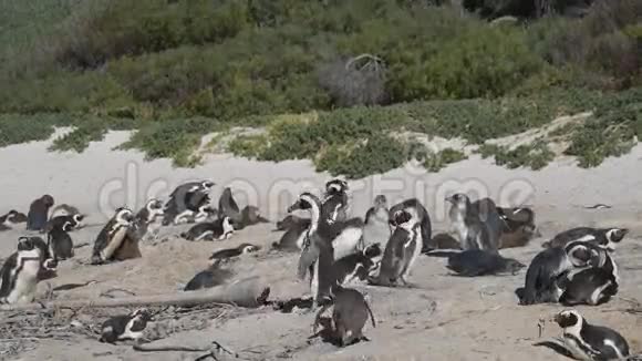 开普敦博尔德斯海滩的企鹅视频的预览图