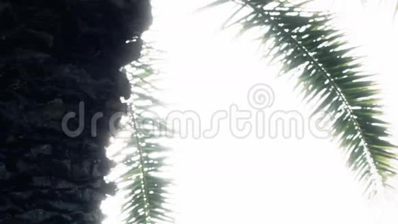 日落阳光热带泮树背景视频的预览图