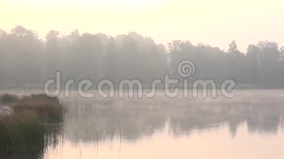 清晨雾在乡村地区的湖上4K视频的预览图