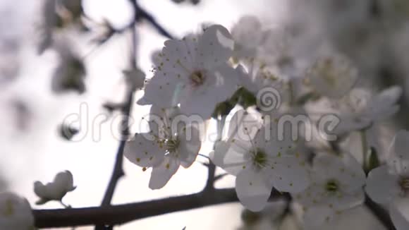 樱桃李子树的特写鲜花和阳光4k慢动作视频的预览图