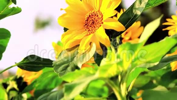 盛开的花朵向日葵夏日的阳光热情的花朵视频的预览图