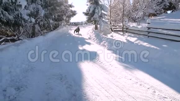 年轻的幸福家庭在雪林里玩得很开心父亲把他的小儿子卷在雪橇上爸爸和他的小儿子视频的预览图