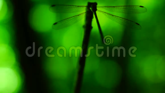 蜻蜓的剪影停在树枝上然后飞回来视频的预览图