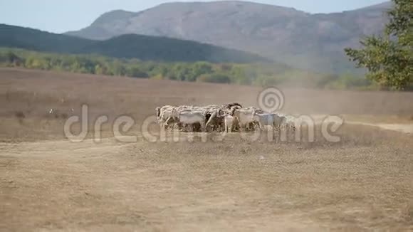 牧羊人在羊群和山羊中喂羊视频的预览图