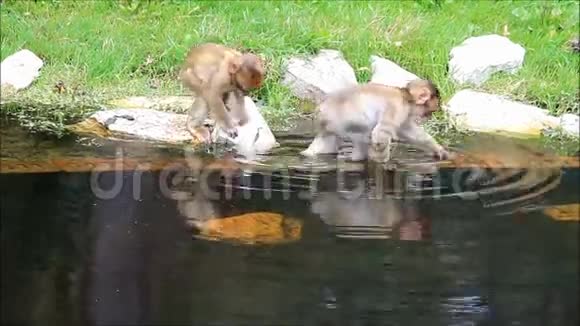 猴宝宝西尔瓦那视频的预览图