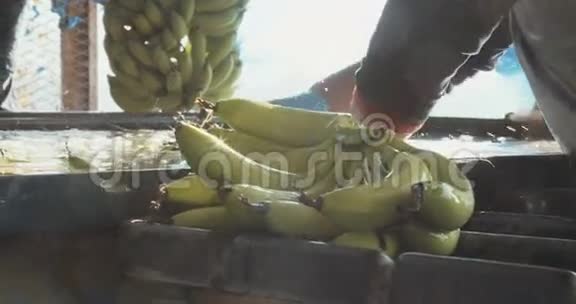 收获时香蕉在一个大水容器中被清洗视频的预览图