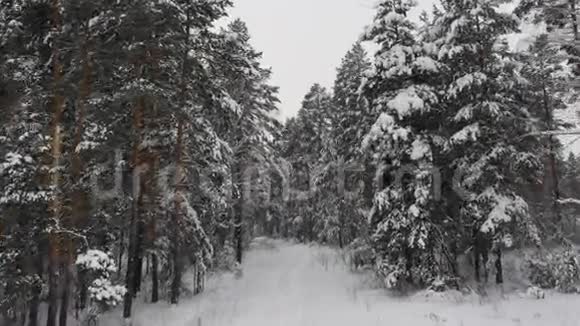 在白雪公主里飞过小径视频的预览图