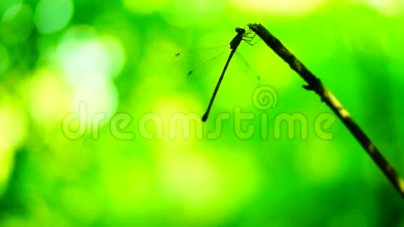蜻蜓轮廓的剪影停在树枝上飞翔坐下来视频的预览图
